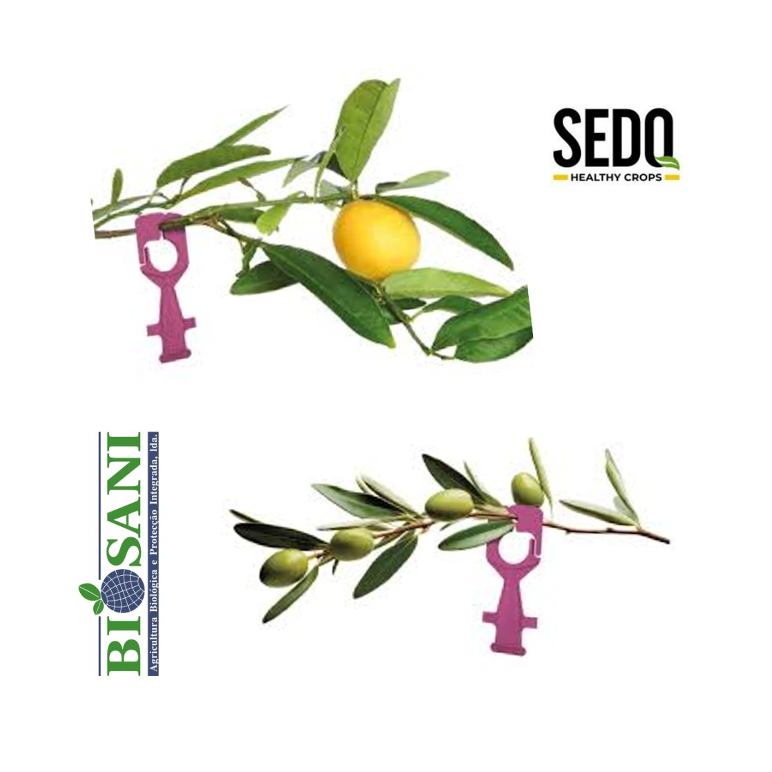 Difusores PRAYSTEC® em oliveira e citrinos para controlo de Prays.